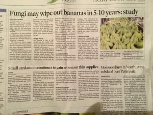 Fungi May wipe out Banana Crop