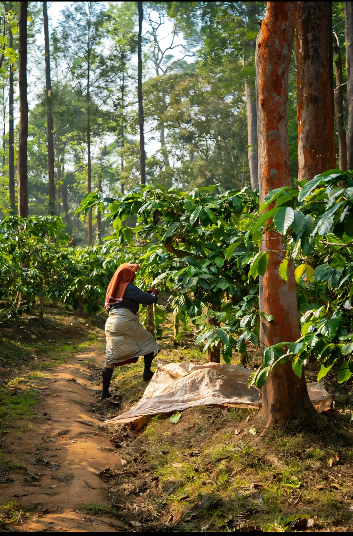 A planter harvesting on a hillside estate